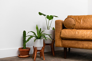 Plants and Sofa