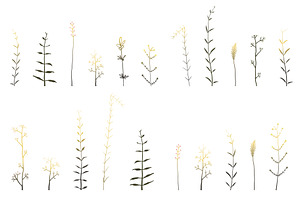 Wild Grass & Herbs Vector Brushes