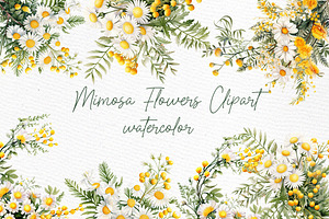 Mimosa Spring Flowers Clipart Daisy