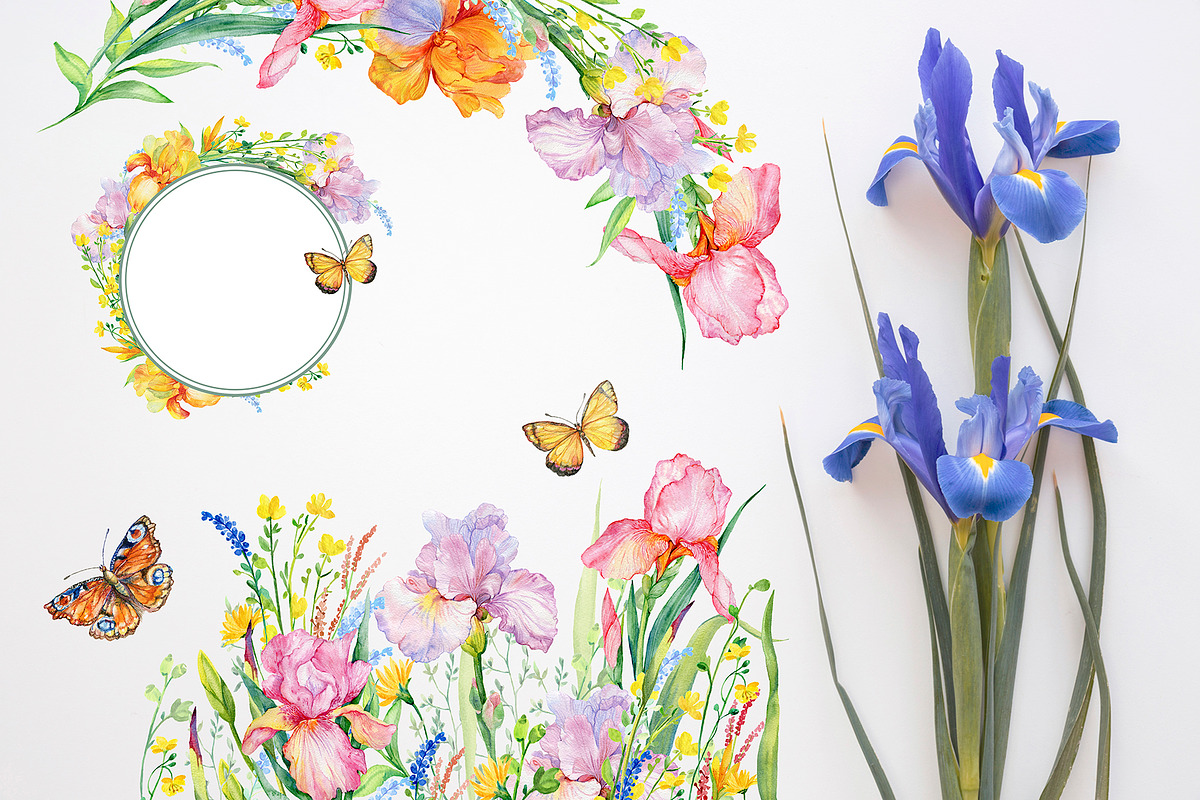 Iris watercolor set, a Decorative Illustration by MitrushovaArt (Photo 3 of 13)