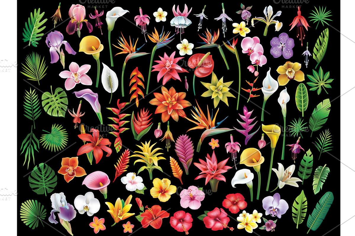 Set of tropical flowers and leaf, an Object Illustration by ViktoriaARTprint