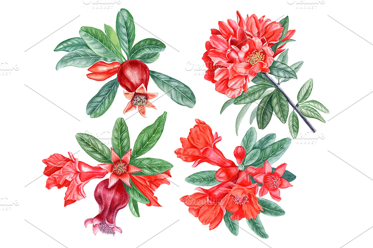 Pomegranate, an Illustration by Watercolor life (Photo 2 of 6)