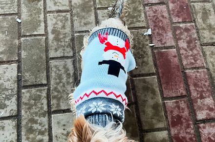 Small dog in festive sweater on a paved urban street, a Photo by AS photostudio