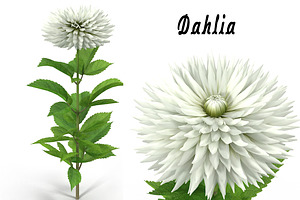 Dahlia White