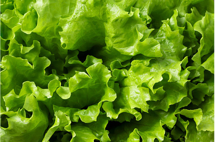 Lettuce leaves closeup, background, a Food & Drink Photo by innakreativ