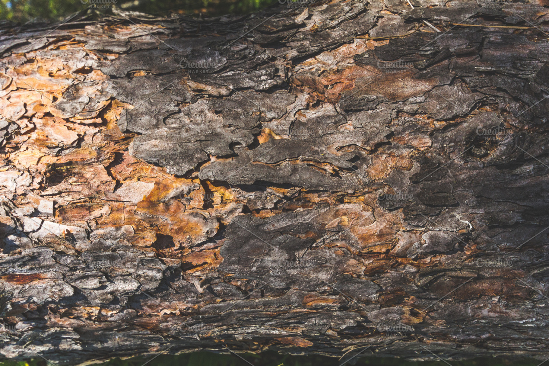 Pine Texture Stock Photo Containing Pine And Wood