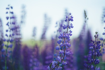 Field of blue lupine , wild flowers