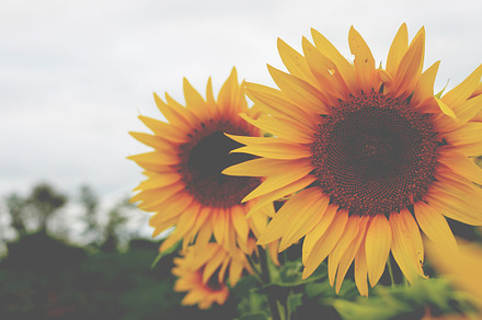 They Were All Yellow preview 5