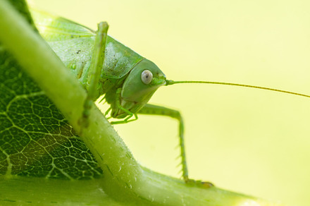 A green grasshopper on a large leaf, an Animal Photo by AlexBush