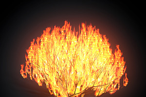 Burning Bush