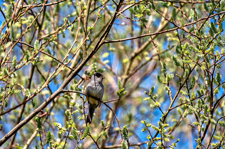 Male blackcap perched in a tree in spring., an Animal Photo by CreativePhotoSpain