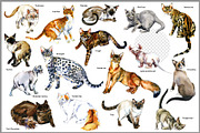 Pedigree Cats Watercolor Set, an Animal Illustration by FineArt (Thumbnail 6 of 9)