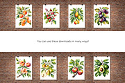 Watercolor Fruit Tree Branches Set 1, an Object Graphic by Kat's Artful Creations (Thumbnail 2 of 9)