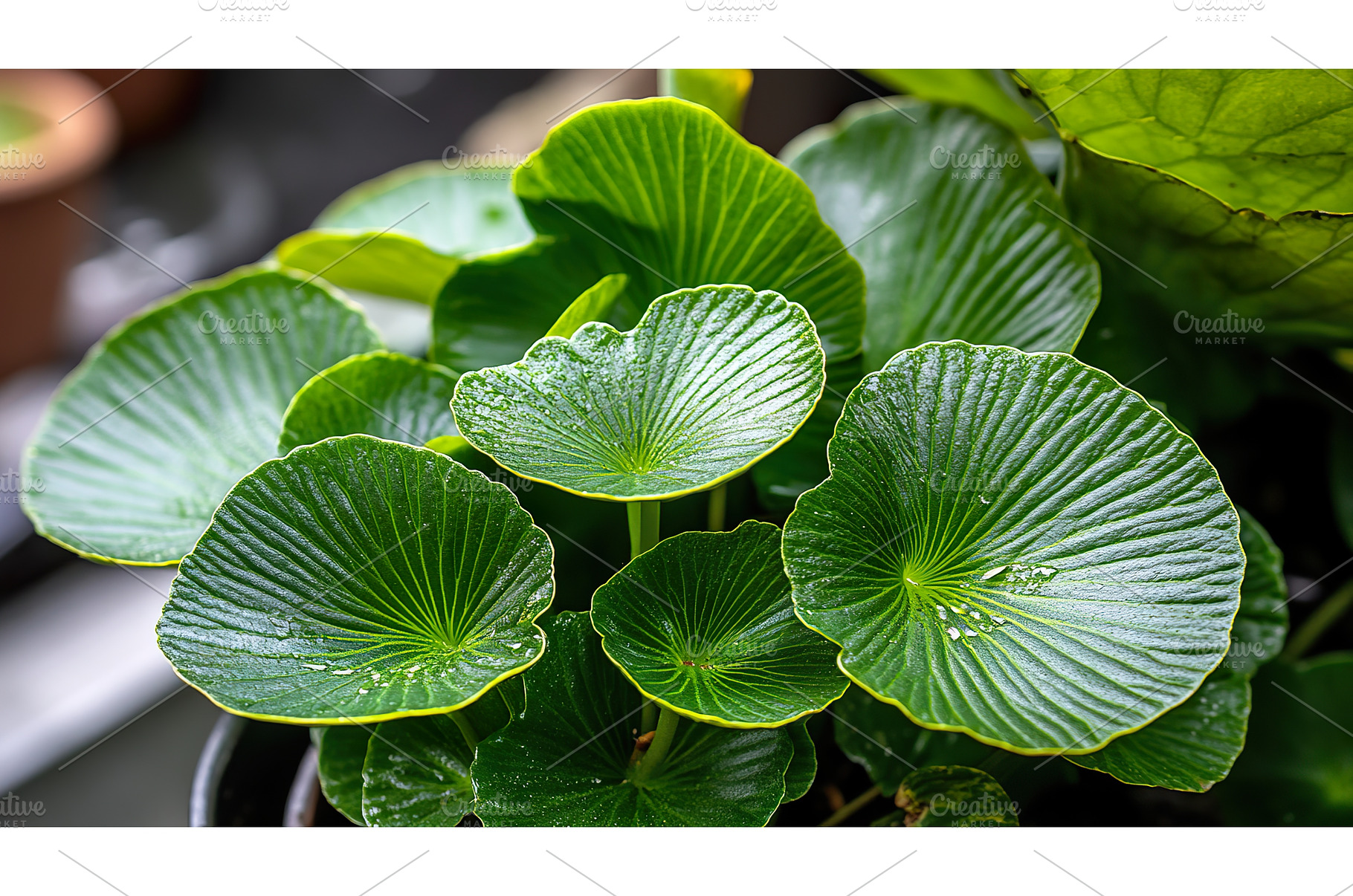 Vibrant green round leaf plants with, a Nature Photo by Lermont51