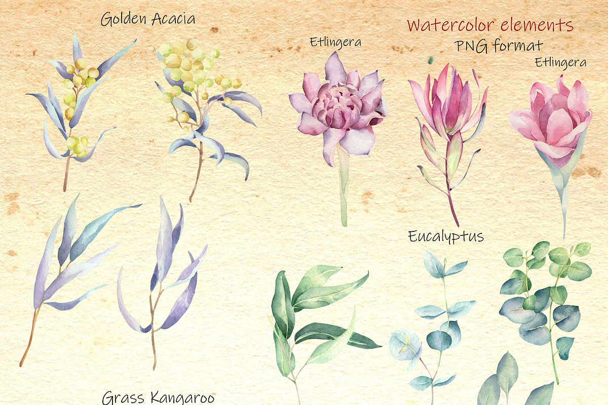 Welcom to Australia, an Animal Illustration by Watercolor arts (Photo 3 of 5)