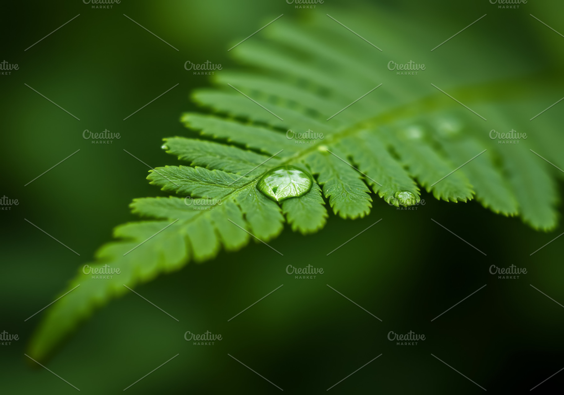 Close-up of a green fern leaf with w, a Nature Photo by professorinc