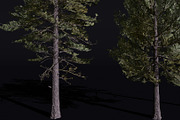 The European Pine Tree, a Plants & Tree 3D Model by FuturePastCreatives (Thumbnail 1 of 6)
