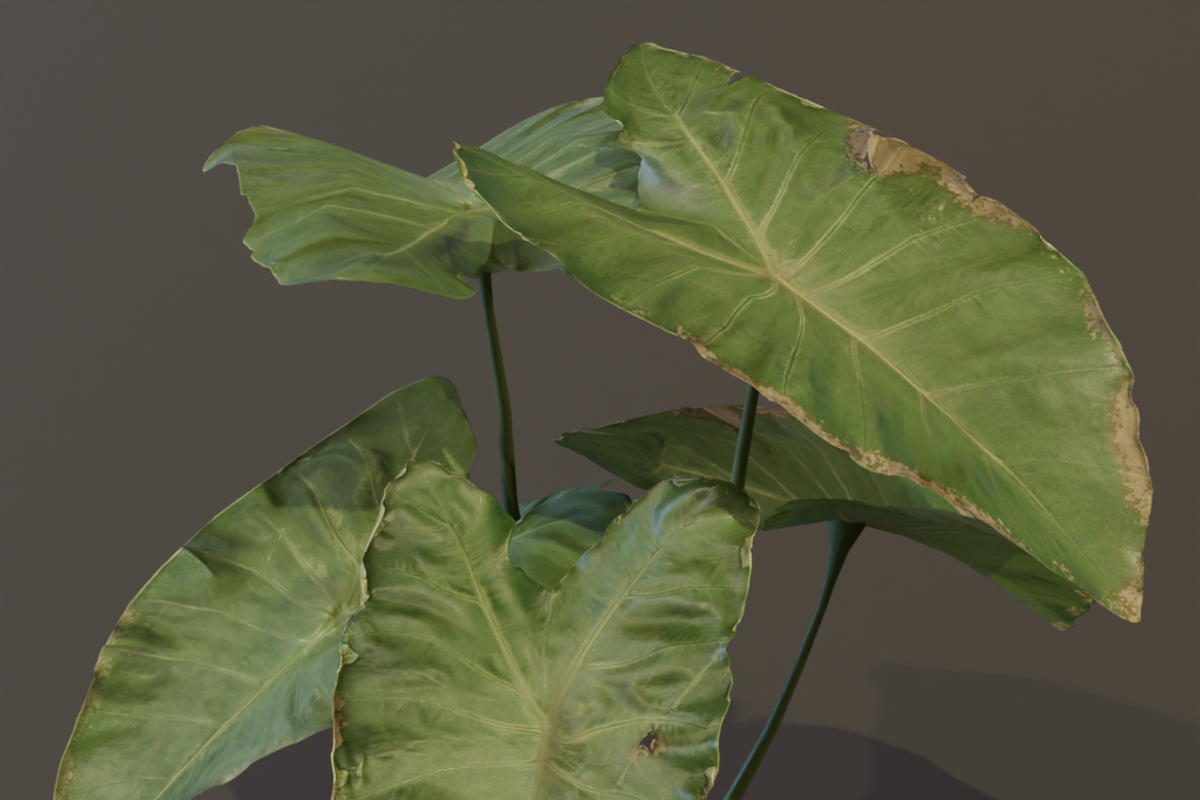 The BroadLeaf Taro Bush, a Plants & Tree 3D Model by FuturePastCreatives (Photo 7 of 19)