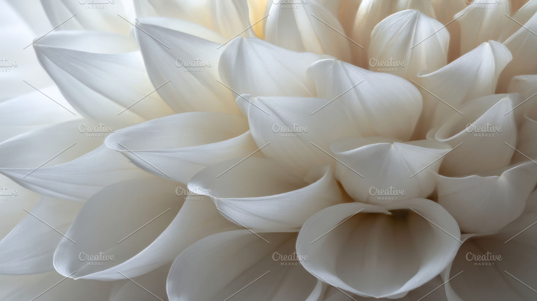 White flower petals blooming, a Photo by Beautiful things