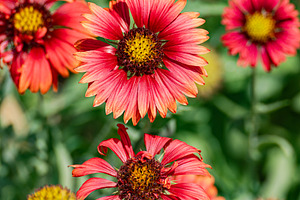 Gaillardia flowers in the summer meadow, a Nature Photo by Anna Bogush