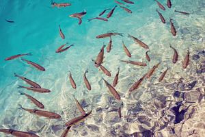 Tropical sea with fish school, a Nature Photo by BOOCYS