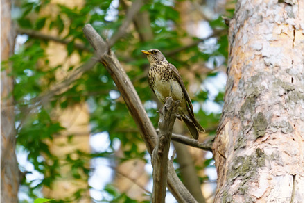 Fieldbird Turdus pilaris sits on a, an Animal Photo by darksoul72