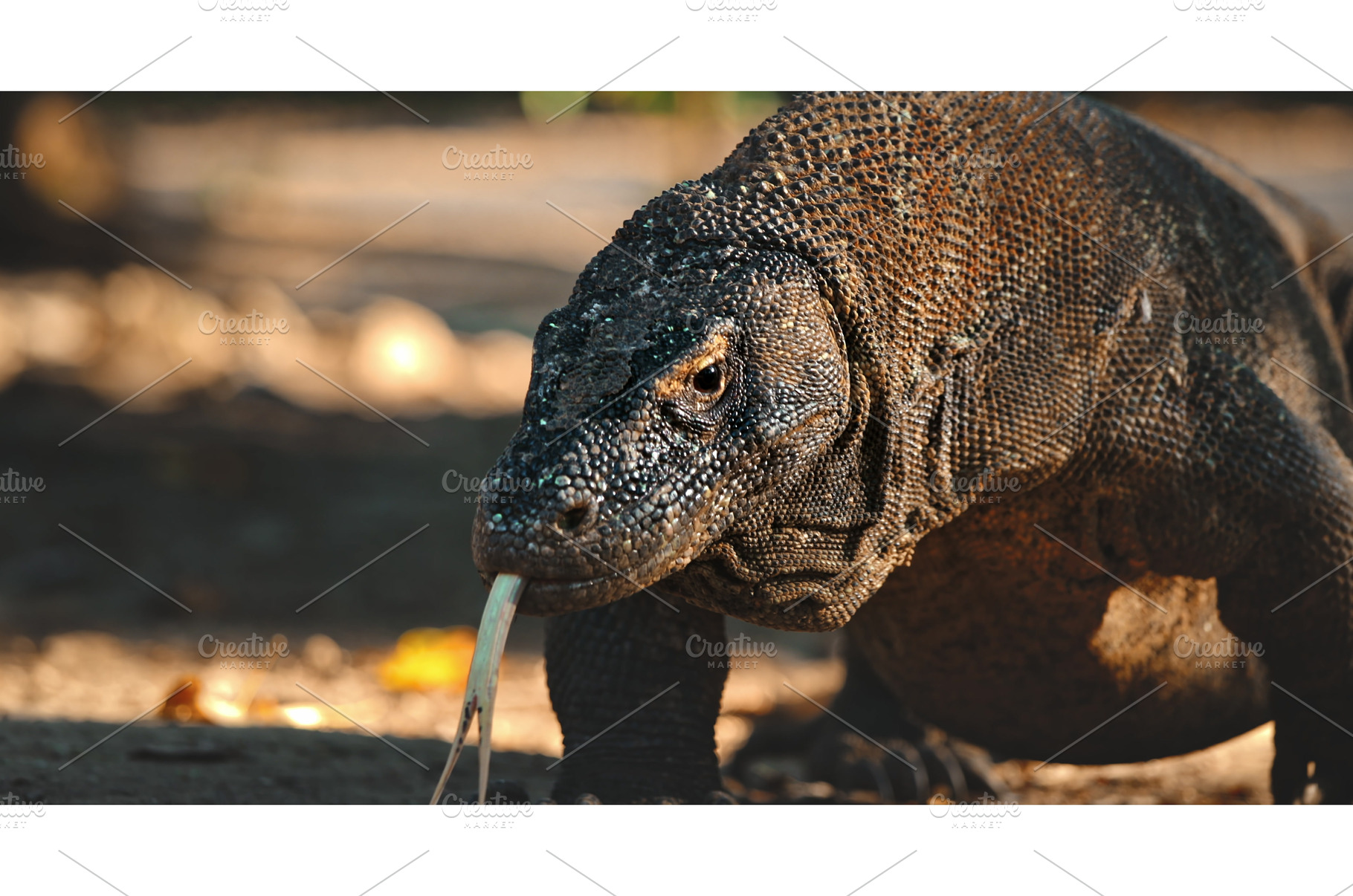 Komodo dragon flicking its forked, an Animal Photo by Goinyk