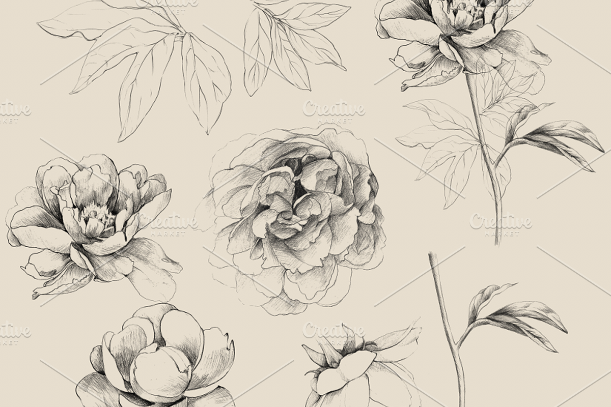 Hand Sketched Peonies, an Object Graphic by VictoriaKStudio (Photo 8 of 9)