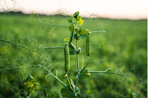 Lush green pea pods growing on a, a Nature Photo by volodymyrshtun13795
