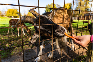 Goat eating carrot Feeding farm, an Animal Photo by MadPhotos