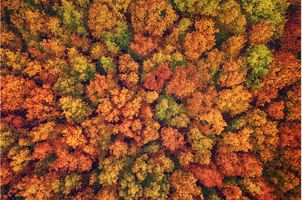 Autumn forest from above, a Nature Photo by Nature and travel