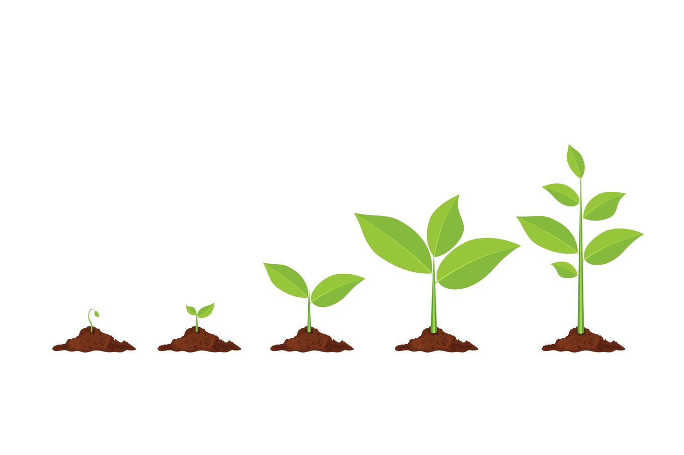 Phases plant growing., an Illustration by ModVector