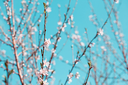Apricot blossom background stock photo containing blossoming and blossom