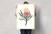 Vintage Botanica II, an Object Graphic by Mii Lab (Thumbnail 17 of 21)