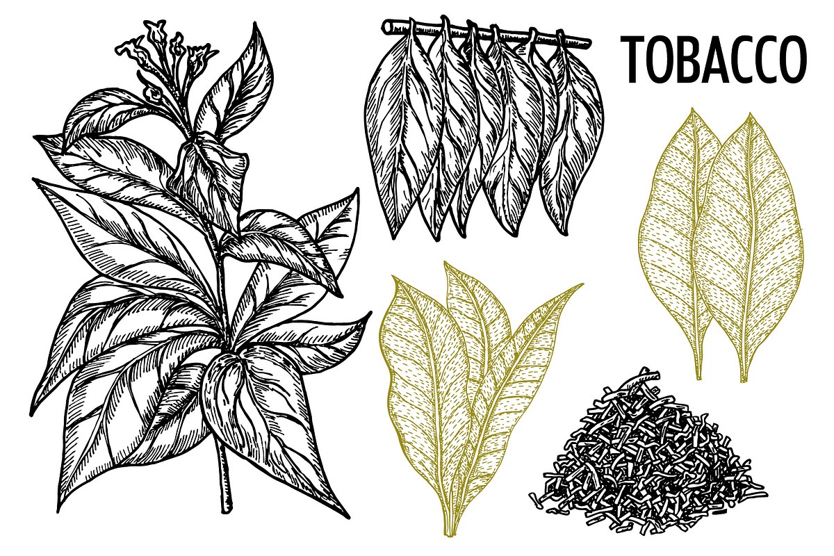Set smoking tobacco elements sketch, a Background Graphic by Live line (Photo 2 of 6)