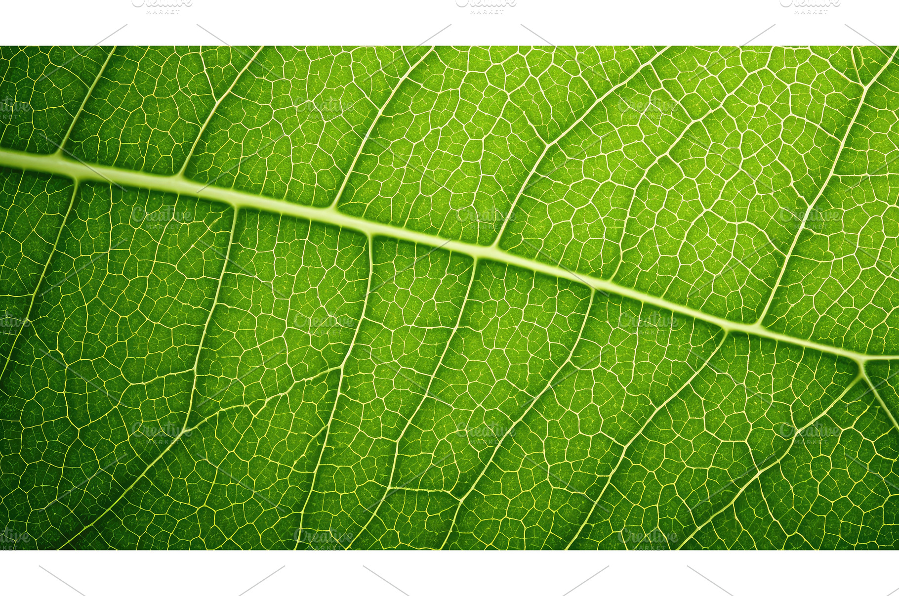 veins green carbon texture ai, a Background Photo by pikepicture