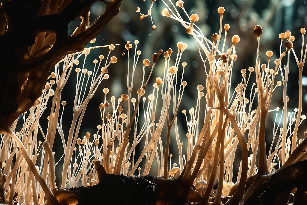 72 Microscopic Fungi Backgrounds, a Background Graphic by h.utomo (Photo 42 of 72)