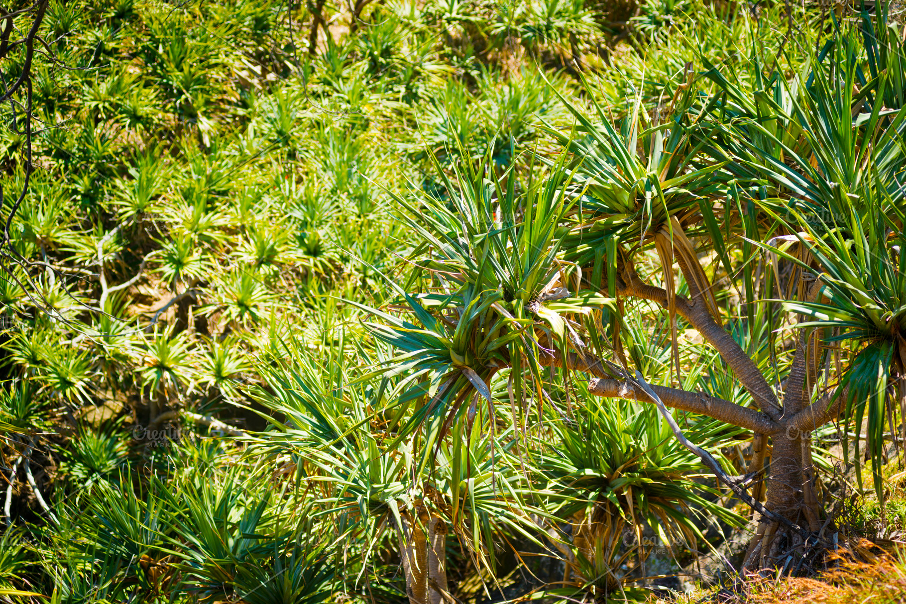 Pandanus Palm Tree, a Nature Photo by THP Creative