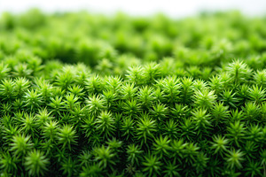 Close-up of vibrant green moss, showcasing its intricate texture and lush vibra, a Background Photo by ImageMir