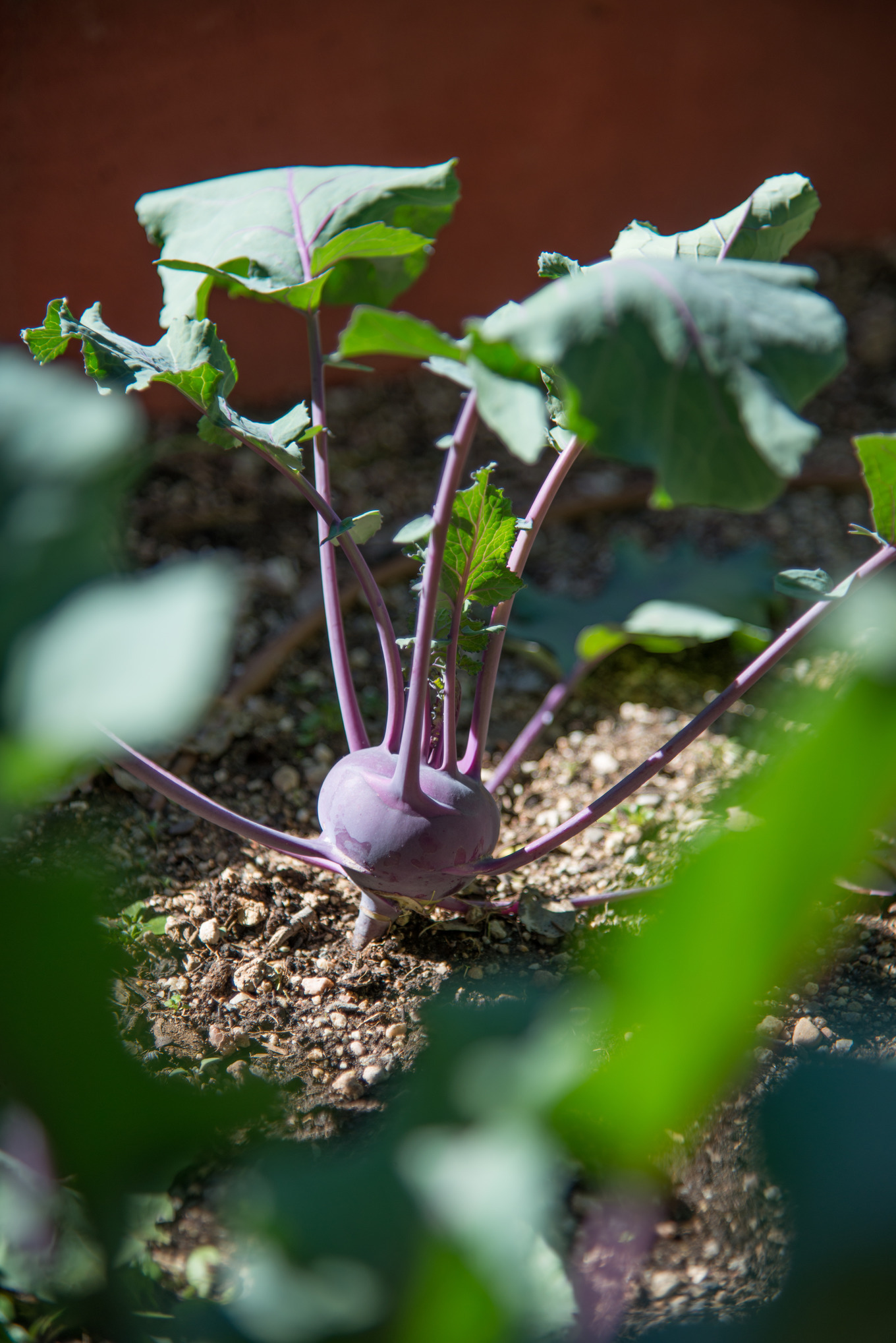 Alien vegetable - Purple Kohlrabi, a Food & Drink Photo by Jacq Design
