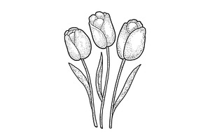 Tulip Flowers Sketch Vector