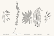 Fern & Grass Line Art Collection, a Decorative Illustration by AW Studios (Thumbnail 11 of 11)