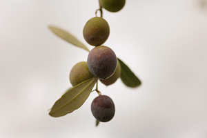 Olives vertes et noires dans un olivier, a Nature Photo by Bepslabor