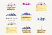 Romantic Hyacinths, an Illustration by Olga Koelsch (Thumbnail 6 of 7)