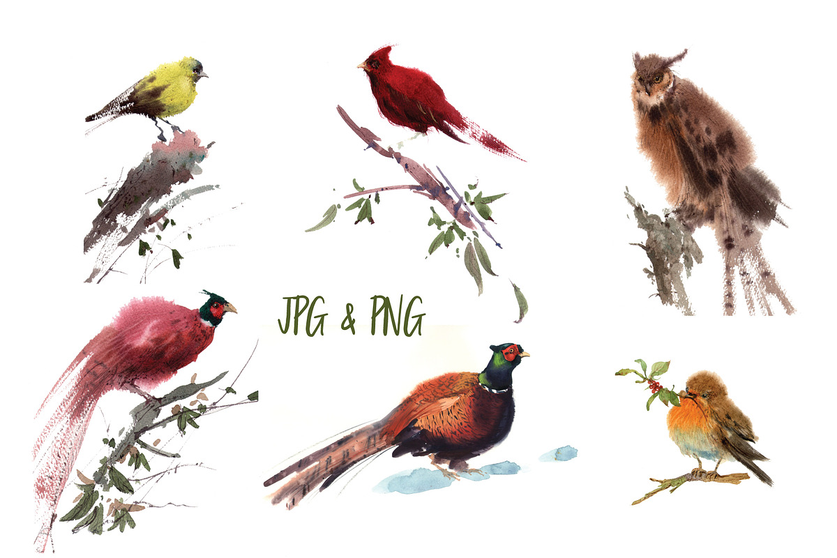 Watercolor forest birds, an Animal Illustration by ivanushka-art (Photo 3 of 5)