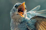 236 surprised animals, an Animal Photo by Handmadefont (Thumbnail 223 of 241)