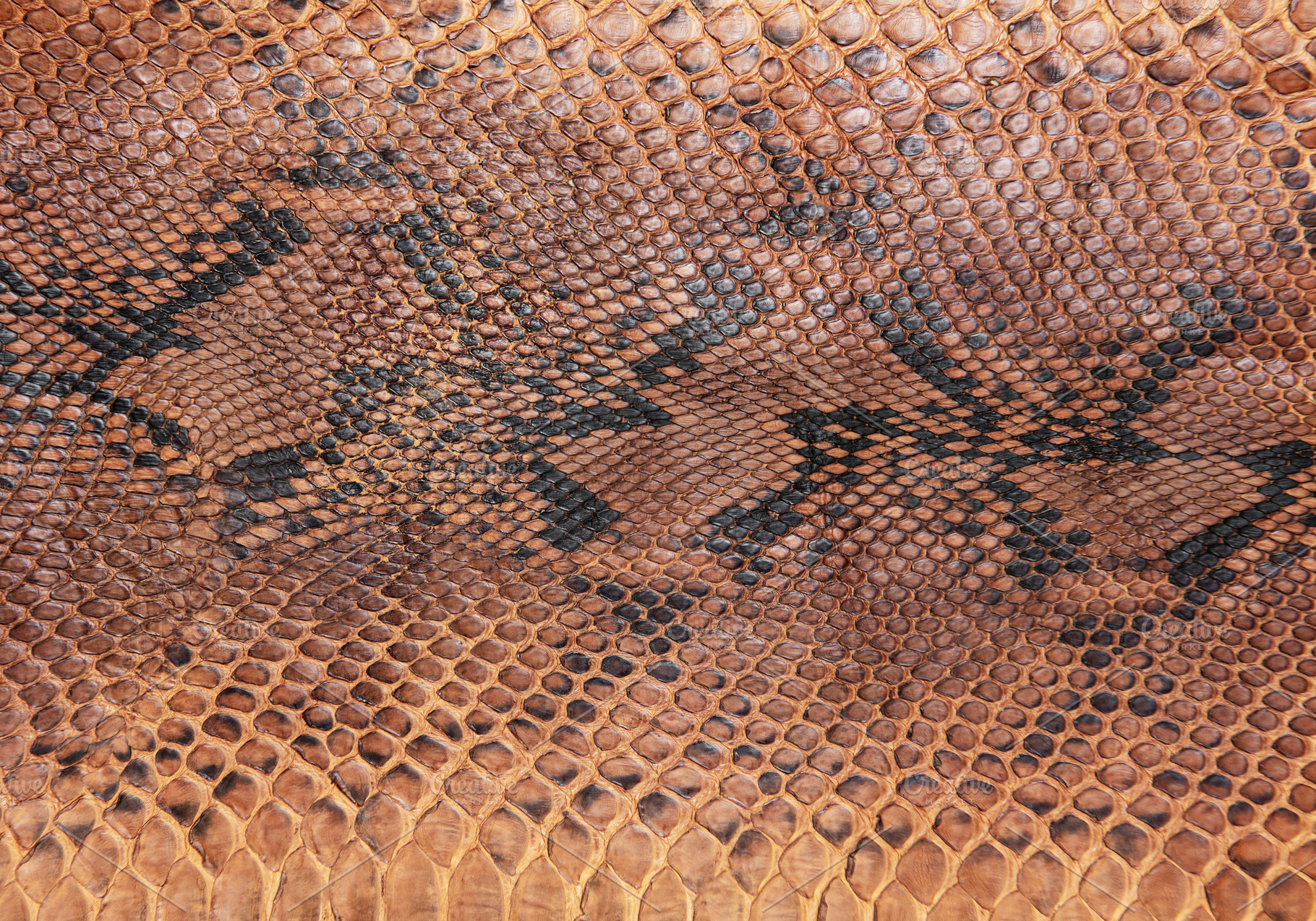 Snake skin pattern featuring snake, skin, and beige, an Abstract Photo by Olena Rudo