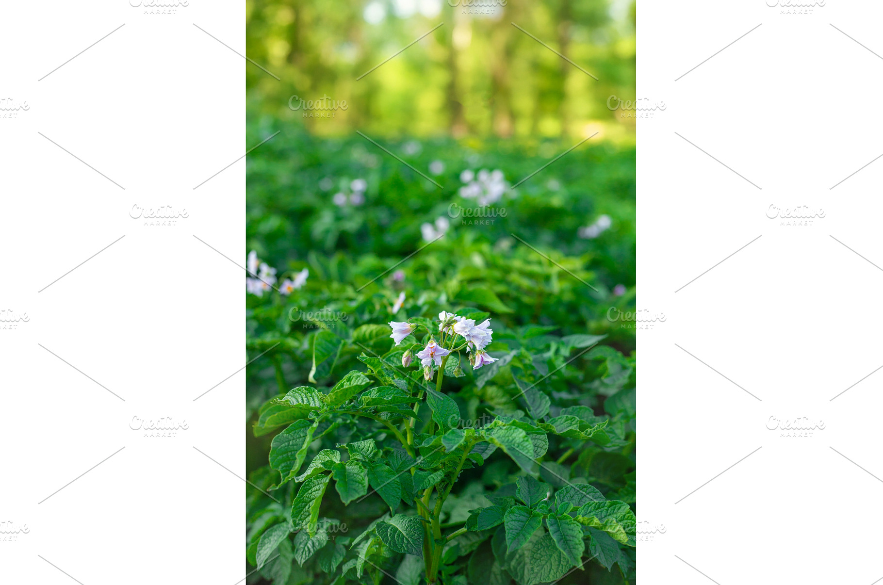 Potatoes growing in the garden, a Nature Photo by yanadjana
