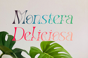 Elevacion Font Family