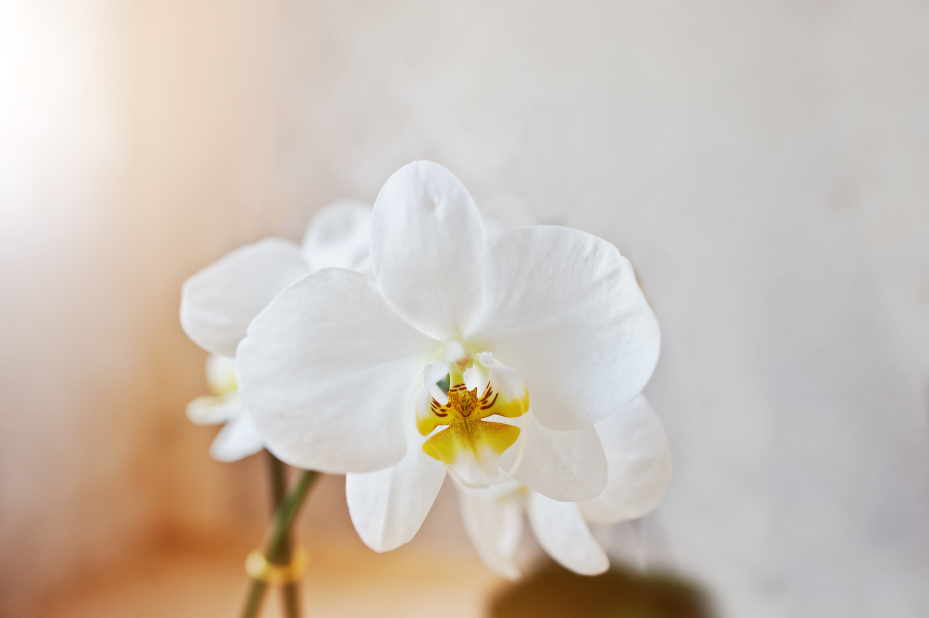 Orchid flowers, a Background Photo by AS photostudio
